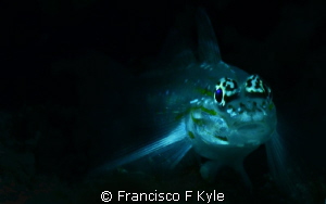 Looky Shot by Francisco F Kyle 